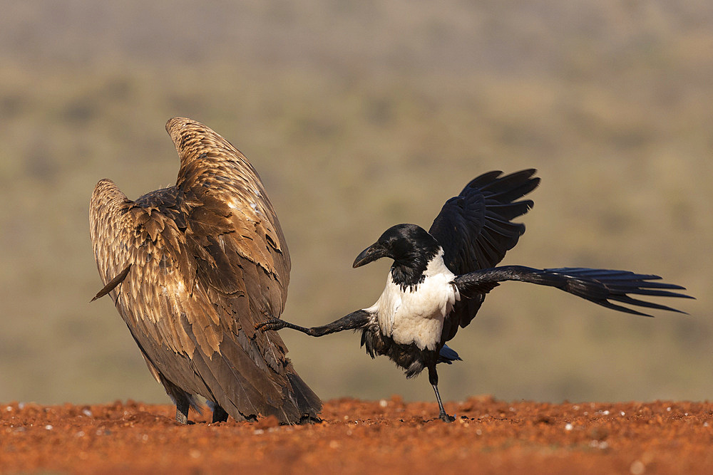 Pied crow, Corvus albus, harassing white backed vulture, Gyps africanus,  Zimanga game reserve, KwaZulu-Natal, South Africa