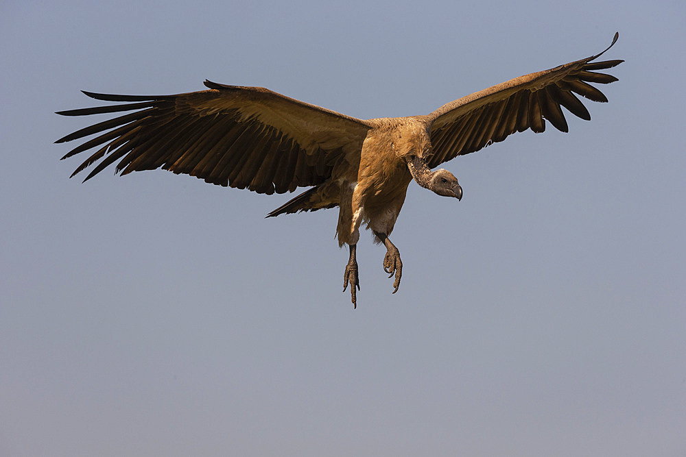 White backed vulture, Gyps africanus, landing, Zimanga private game reserve, KwaZulu-Natal, South Africa