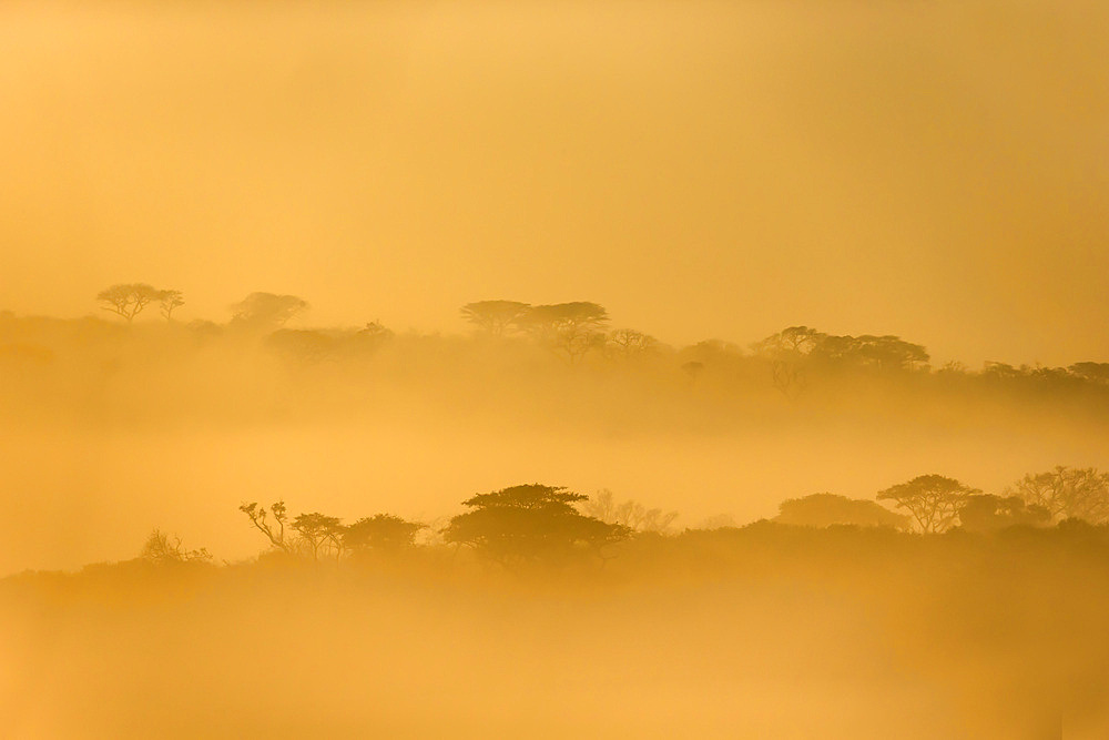 iMfolozi game reserve at dawn, KwaZulu-Natal, South Africa