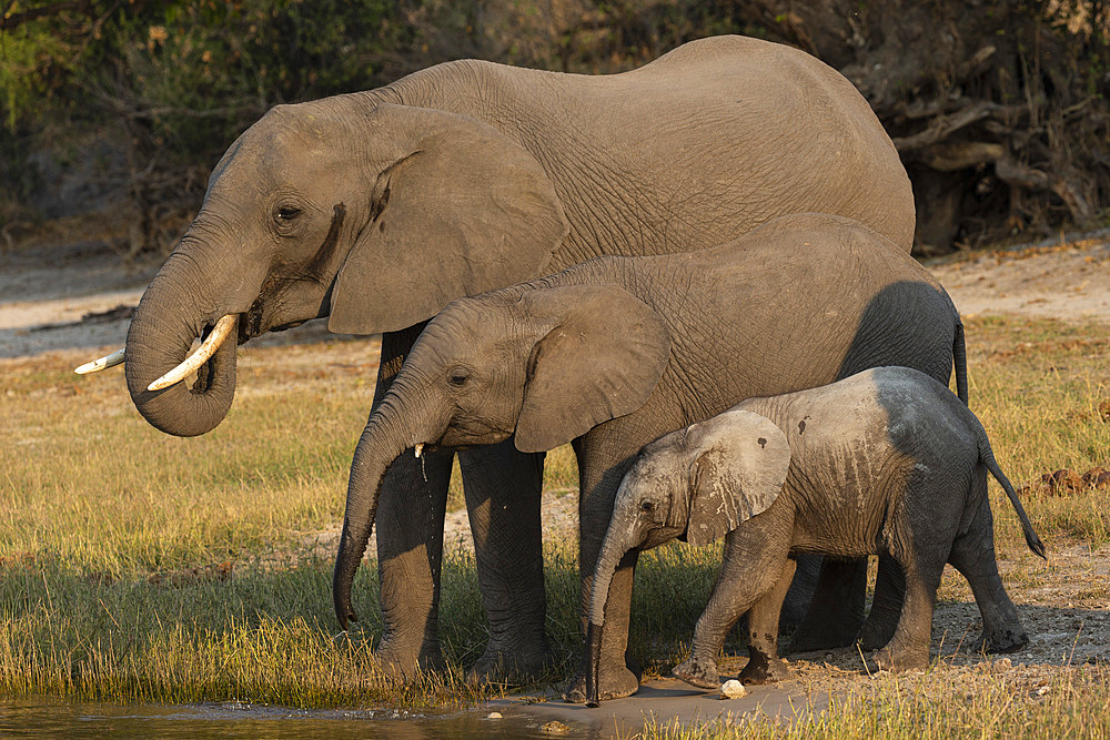 African elephants, Loxodonta africana, drinking, Chobe river, Botswana, Southern Africa