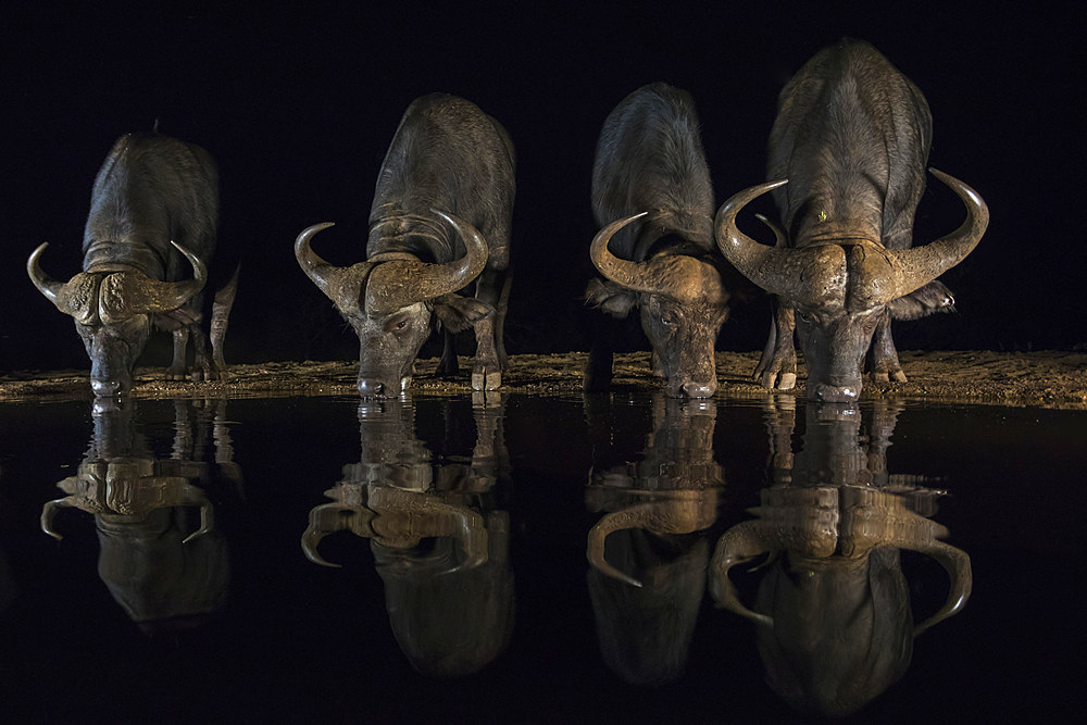 Cape buffalo, Syncerus caffer, drinking at night, Zimanga private game reserve, KwaZulu-Natal, South Africa