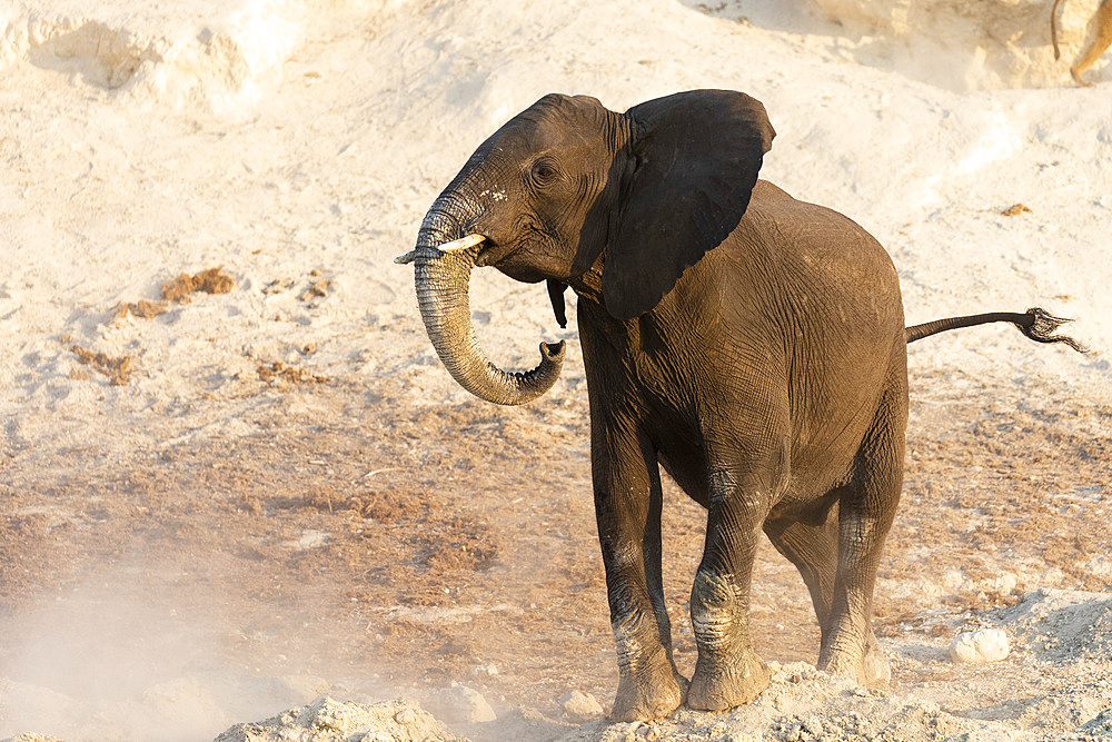 African elephant, Loxodonta africana,  Chobe river, Botswana, Southern Africa