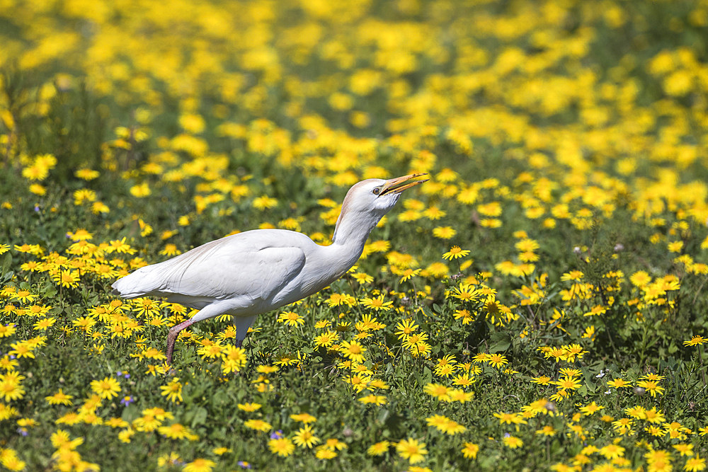 Western cattle egret, Bubulcus ibis, among spring flowers, Addo Elephant national park, Eastern Cape, South Africa