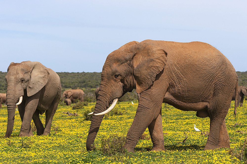 African elephants, Loxodonta africana, in spring flowers, Addo elephant national park, Eastern Cape, South Africa