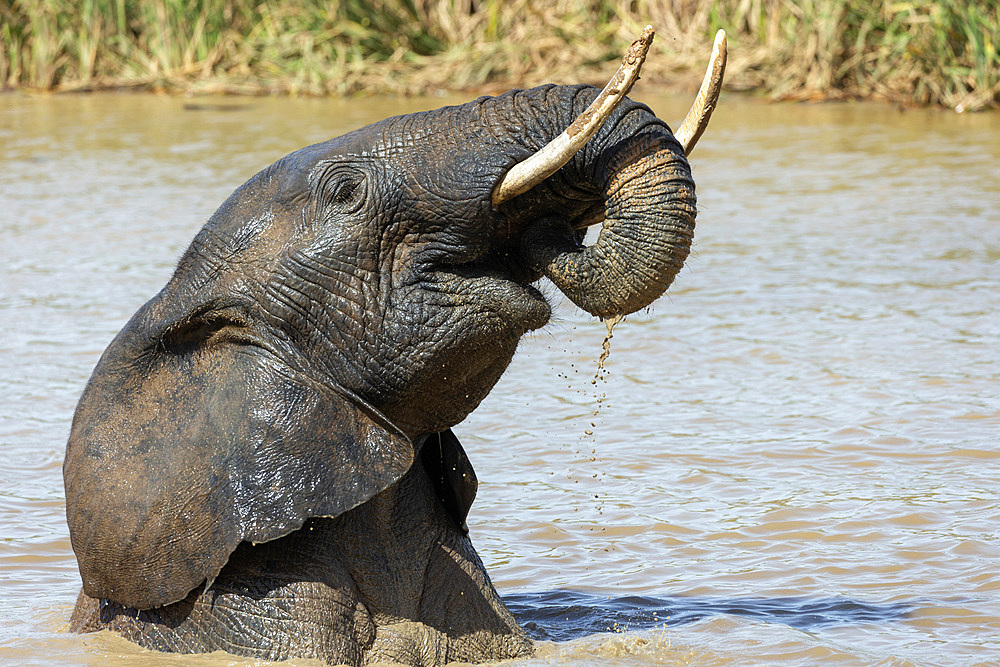 African elephant, Loxodonta africana, bathing, Addo elephant national park, Eastern Cape, South Africa