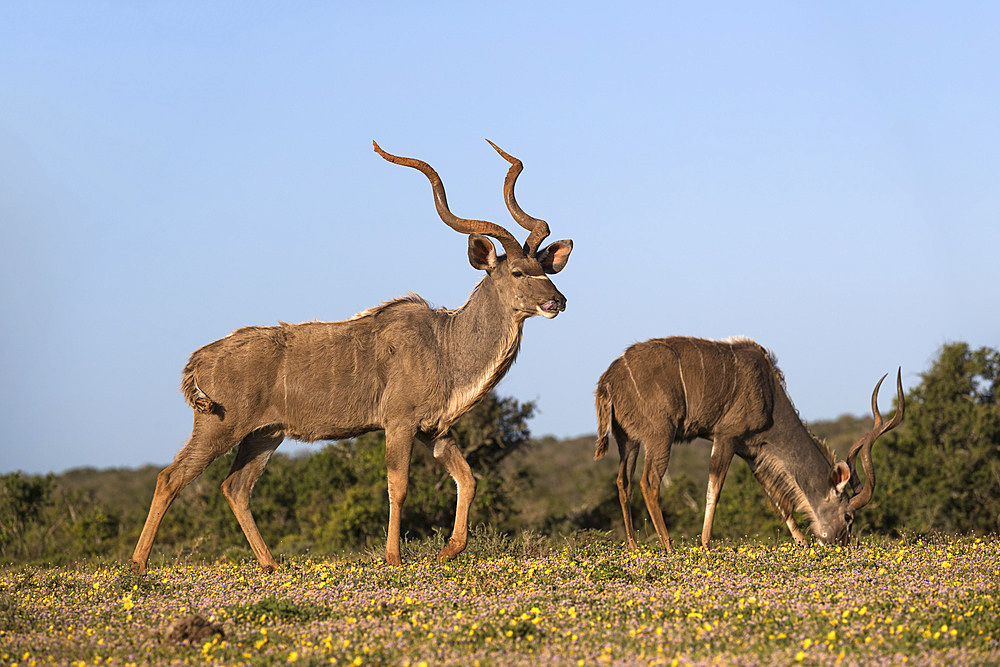 Greater kudu, Tragelaphus strepsiceros, among spring flowers, Addo Elephant national park, Eastern Cape, South Africa