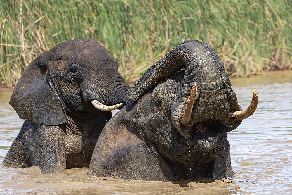 African elephants, Loxodonta africana, bathing, Addo elephant national park, Eastern Cape, South Africa