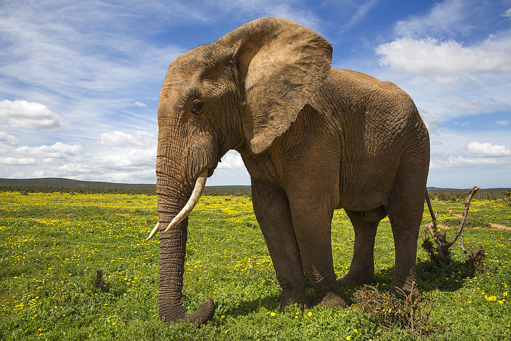 African elephant, Loxodonta africana, in spring flowers, Addo elephant national park, Eastern Cape, South Africa