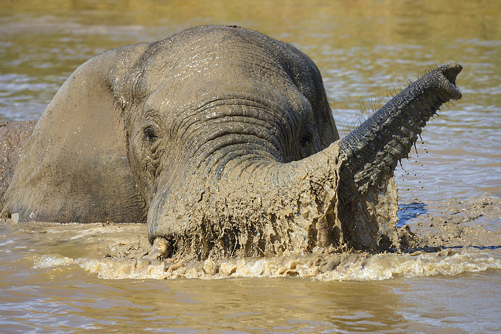 African elephant, Loxodonta africana, bathing, Addo elephant national park, Eastern Cape, South Africa