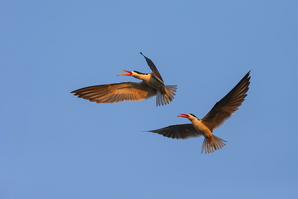 African skimmers, Rynchops flavirostris, courtship display, Chobe river, Botswana, Southern Africa,