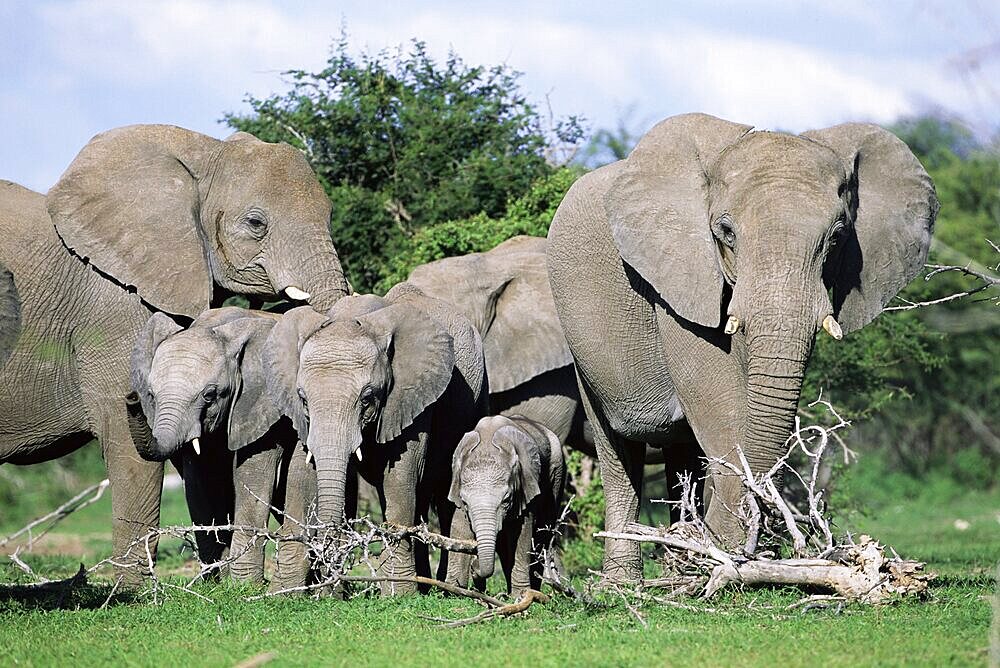 African elephants, Loxodonta africana, maternal group with baby, Etosha National Park, Namibia, Africa