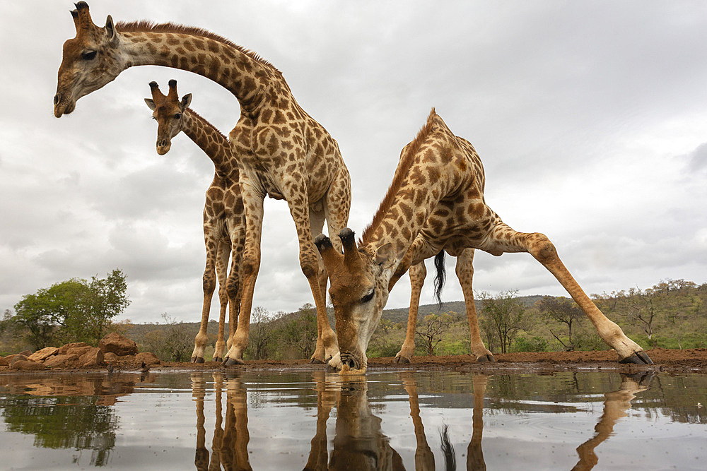 Giraffe, Giraffa camelopardalis, drinking, Zimanga private game reserve, KwaZulu-Natal, South Africa