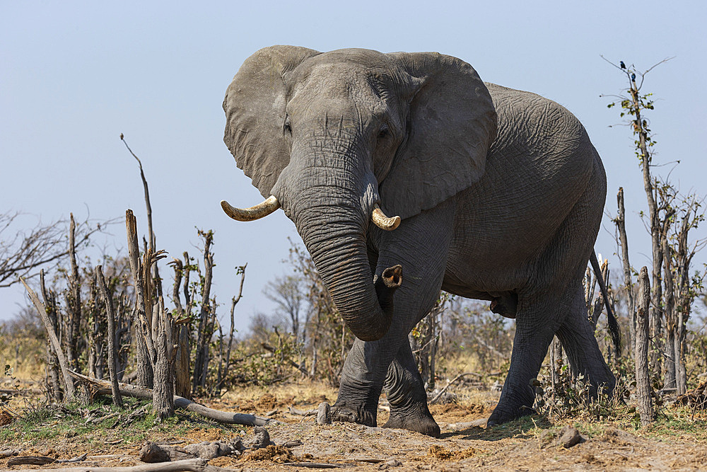 African elephant bull, Loxodonta africana,  Khwai conservancy, Botswana, Southern Africa