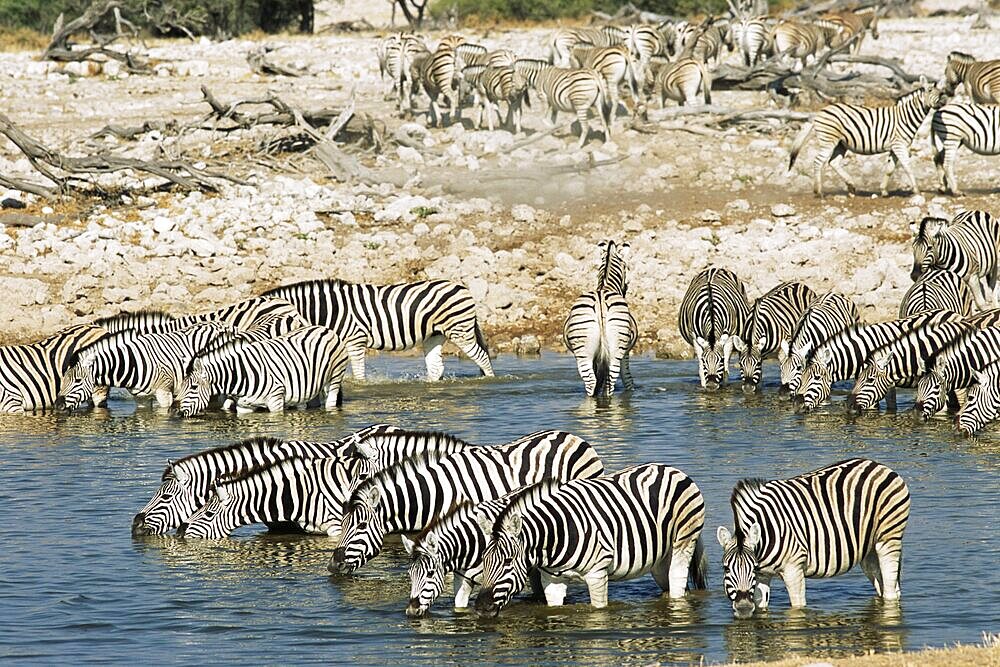 Burchell's zebra, Equus burchelli, at waterhole, Etosha National Park, Namibia, Africa