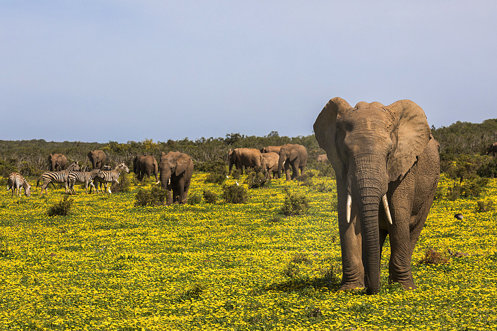 African elephants, Loxodonta africana, in spring flowers, Addo elephant national park, Eastern Cape, South Africa