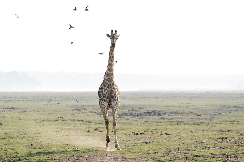 Giraffe, Giraffa camelopardalis, running, Chobe national park, Botswana, Southern Africa