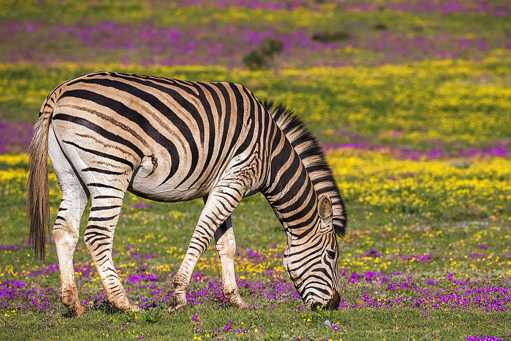 Plains zebra, Equus quagga, grazing spring flowers, Addo Elephant national park, Eastern Cape, South Africa