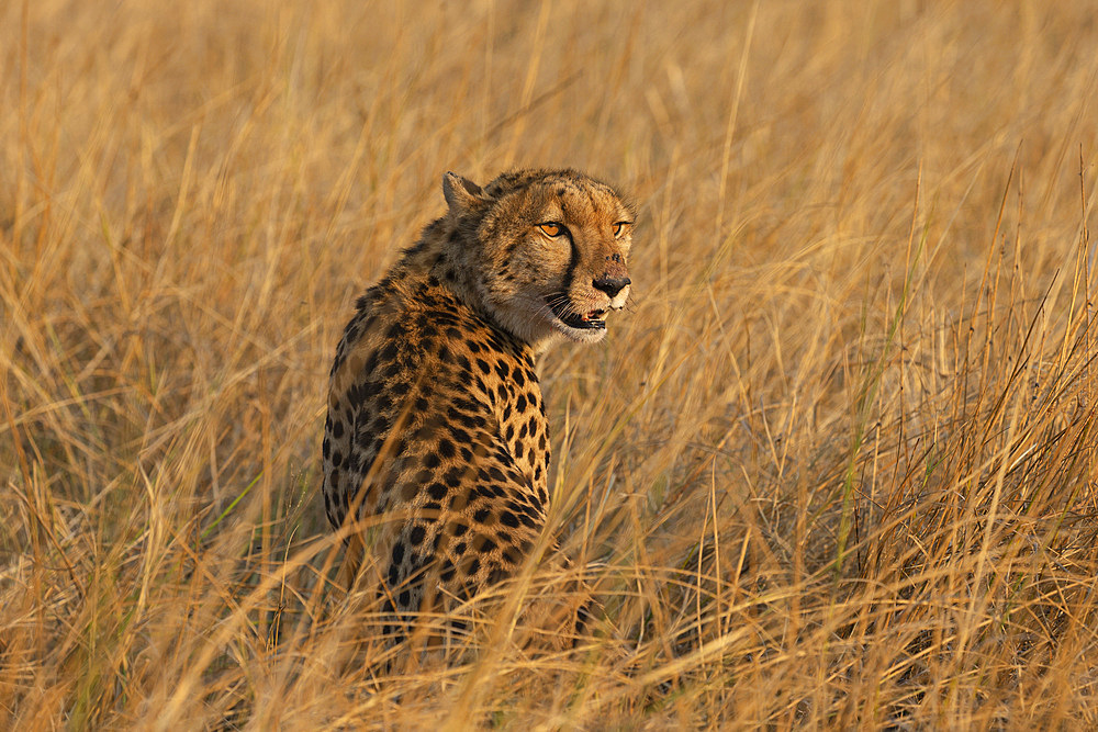 Cheetah, Acinonyx jubatus,  Khwai conservancy, Okavango, Botswana, Southern Africa