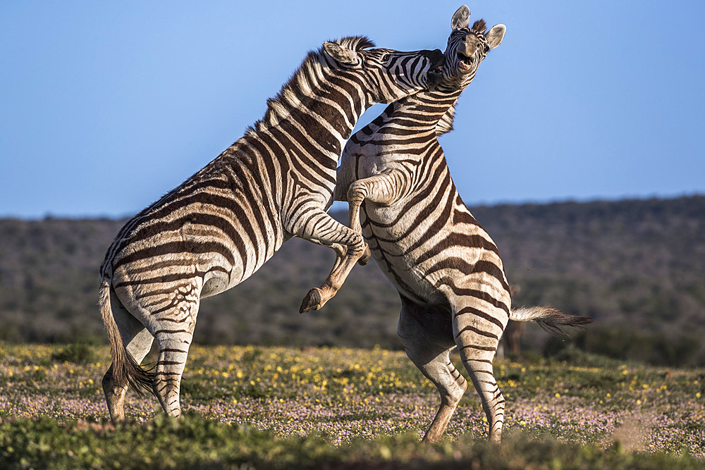 Plains zebra, Equus quagga, fighting, Addo Elephant national park, Eastern Cape, South Africa