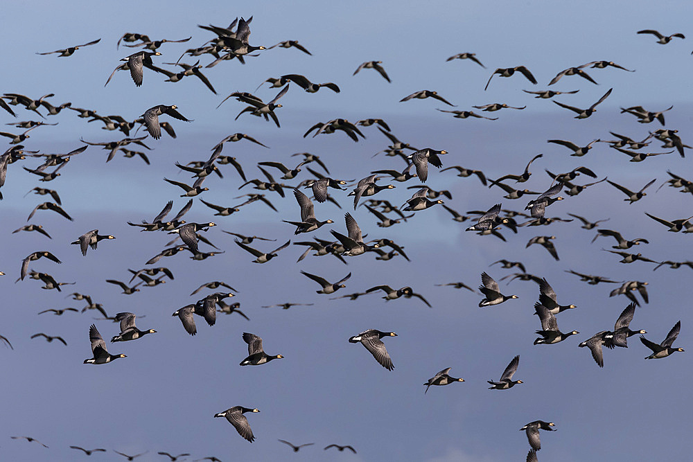 Barnacle geese, Branta leucopsis, in flight, Caerlaverock WWT reserve, Dumfries and Galloway, Scotland, United Kingdom, Europe