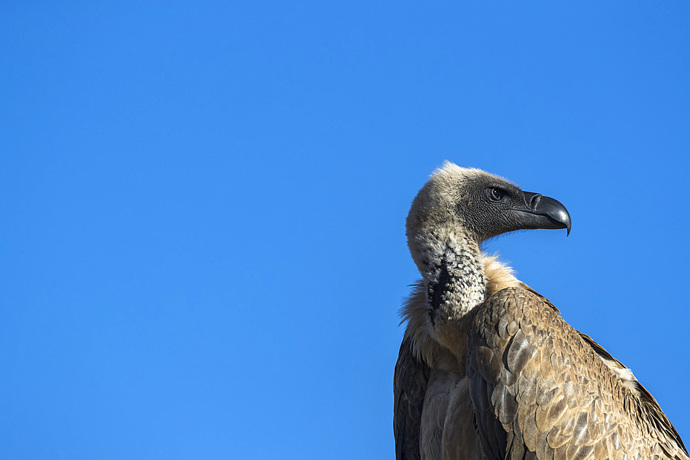 Cape vulture (Gyps coprotheres), Zimanga private game reserve, KwaZulu-Natal, South Africa, Africa