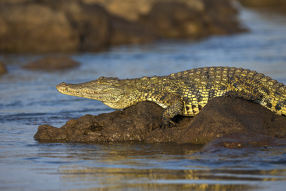 Nile crocodile (Crocodylus niloticus), Chobe River, Botswana, Africa