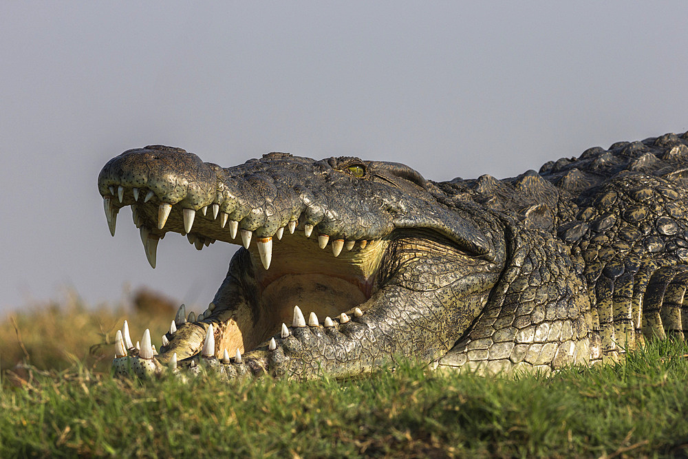 Nile crocodile (Crocodylus niloticus), Chobe River, Botswana, Africa