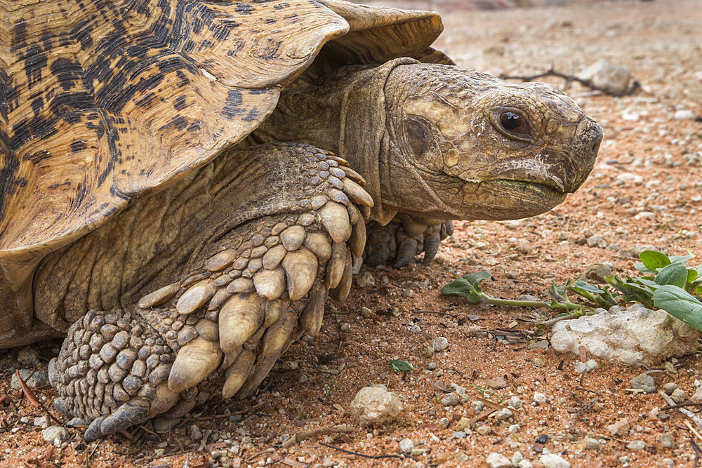 Leopard tortoise ((mountain tortoise) (Stigmochelys pardalis), Kgalagadi Transfrontier Park, South Africa, Africa