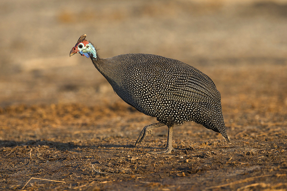 Helmeted guineafowl (Numida meleagris), Chobe National Park, Botswana, Africa