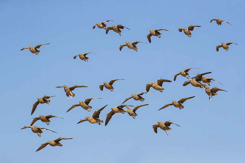 Burchell's sandgrouse (Pterocles burchelli) in flight, Kgalagadi Transfrontier Park, South Africa, Africa