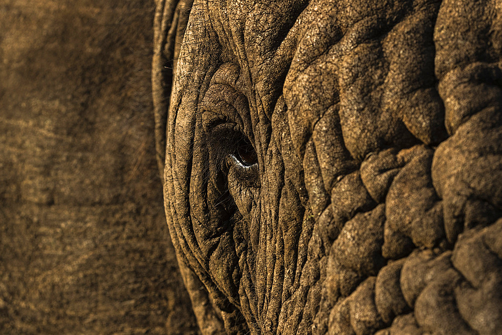 African elephant (Loxodonta africana), Zimanga game reserve, KwaZulu-Natal, South Africa, Africa