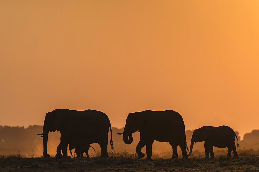 African elephants (Loxodonta africana) at sunset, Chobe National Park, Botswana, Africa