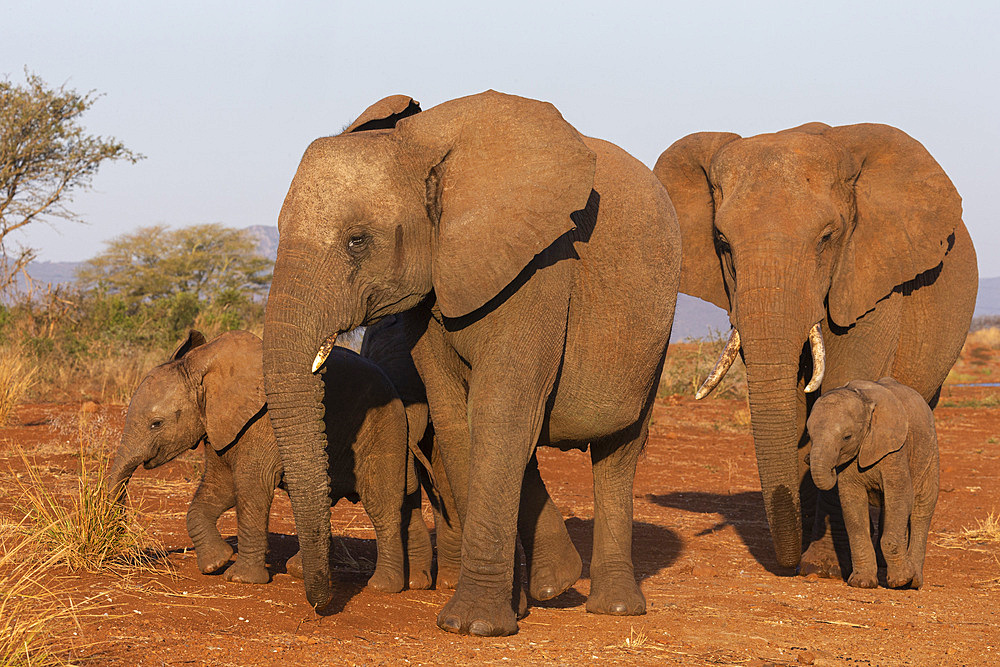 African elephant (Loxodonta africana), Zimanga game reserve, KwaZulu-Natal, South Africa, Africa