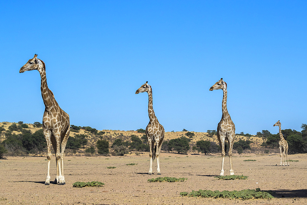 Giraffe (Giraffe camelopardalis), Kgalagadi Transfrontier Park, South Africa, Africa