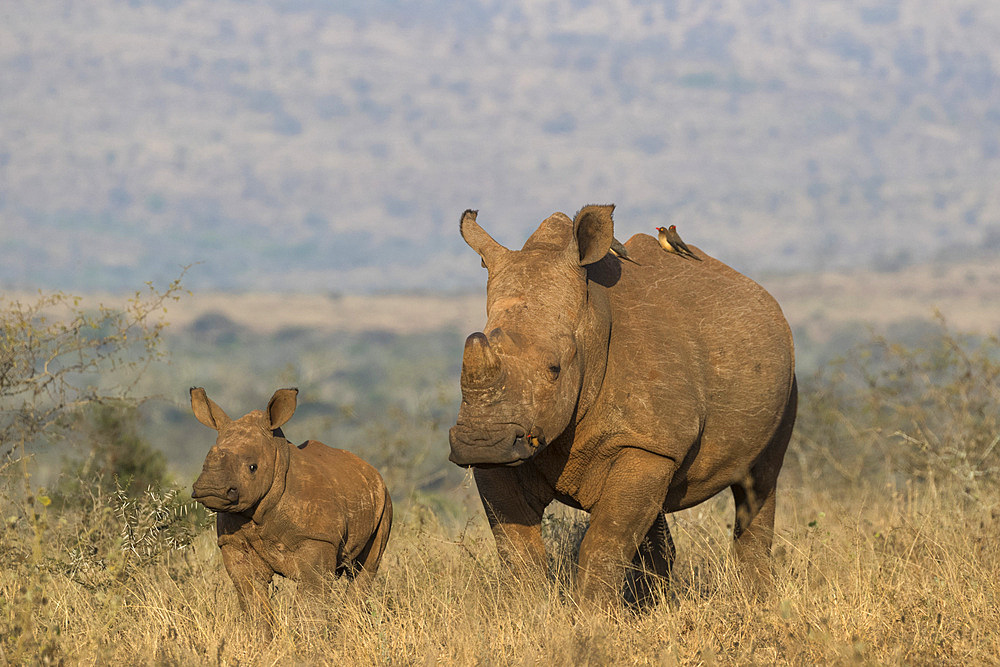 White rhino (Ceratotherium simum) with calf, Zimanga private game reserve, KwaZulu-Natal, South Africa, Africa