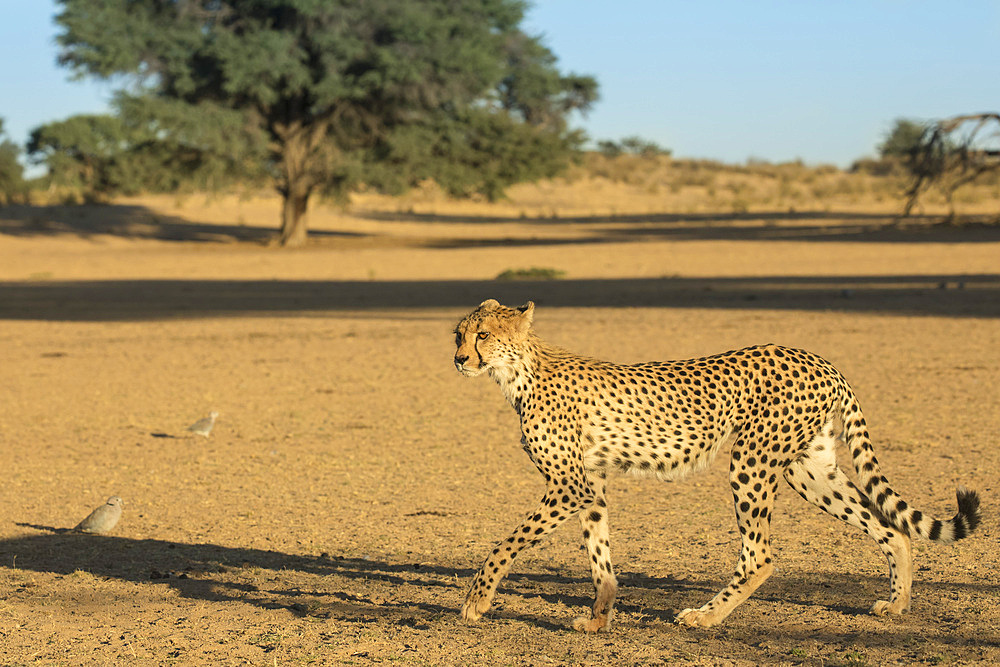 Cheetah (Acinonyx jubatus), Kgalagadi Transfrontier Park, South Africa, Africa