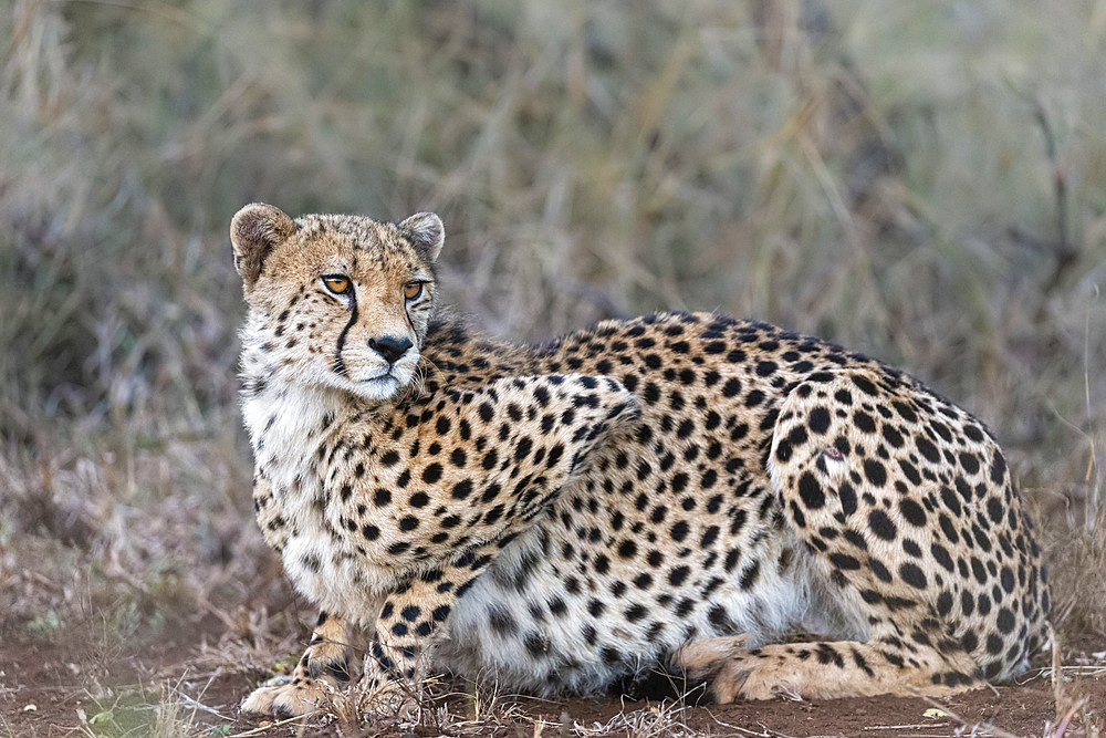 Cheetah (Acinonyx jubatus), Zimanga private game reserve, KwaZulu-Natal, South Africa, Africa