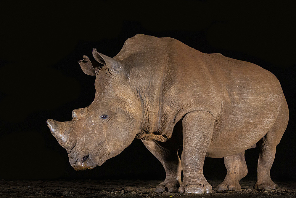 White rhino (Ceratotherium simum) at night, Zimanga private game reserve, KwaZulu-Natal, South Africa, Africa