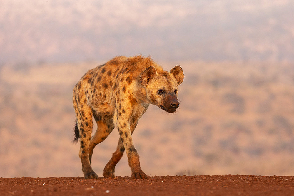 Spotted hyena (Crocuta crocuta), Zimanga private game reserve, KwaZulu-Natal, South Africa, Africa