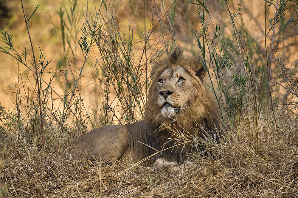 Lion (Panthera leo), Zimanga private game reserve, KwaZulu-Natal, South Africa,