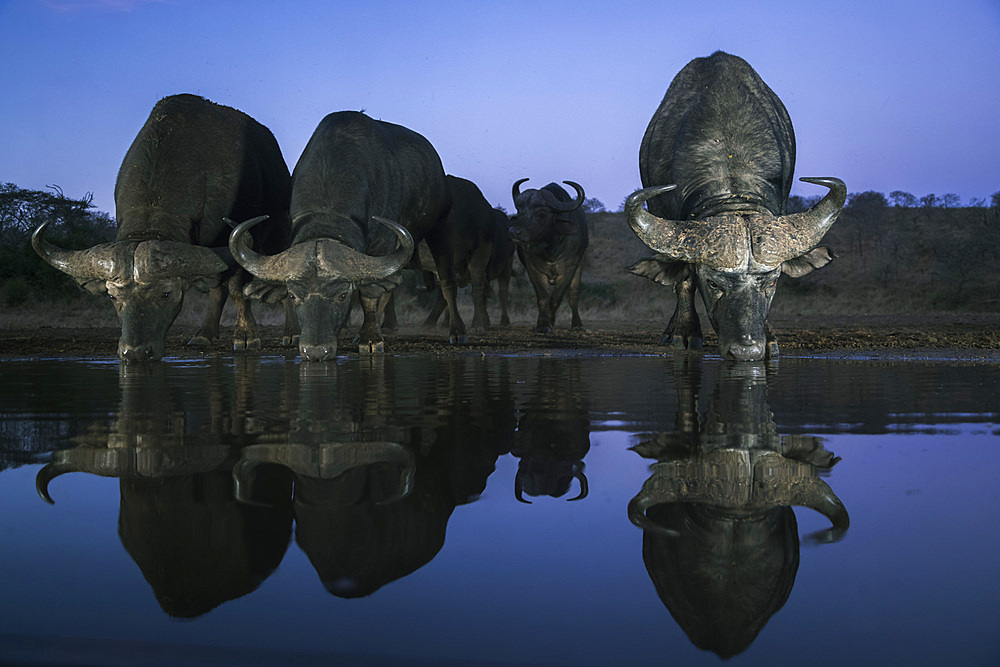 Cape buffalo (Syncerus caffer) drinking at dusk, Zimanga private game reserve, KwaZulu-Natal, South Africa, Africa