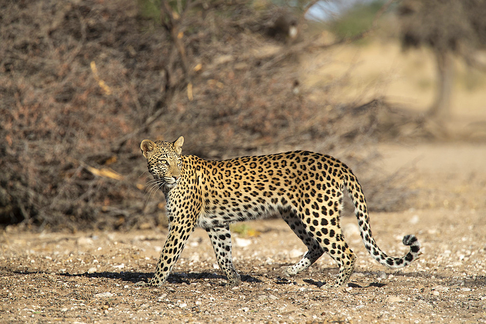 Leopard (Panthera pardus) female, Kgalagadi Transfrontier Park, South Africa, Africa