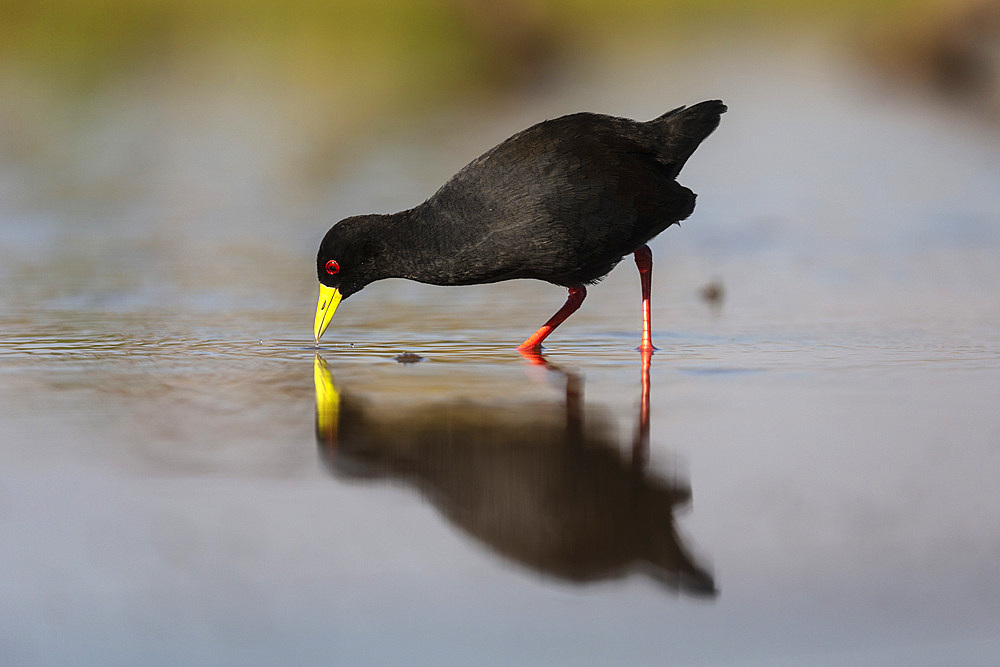 Black crake (Amaurornis flavirostra), Zimanga game reserve, KwaZulu-Natal, South Africa, Africa