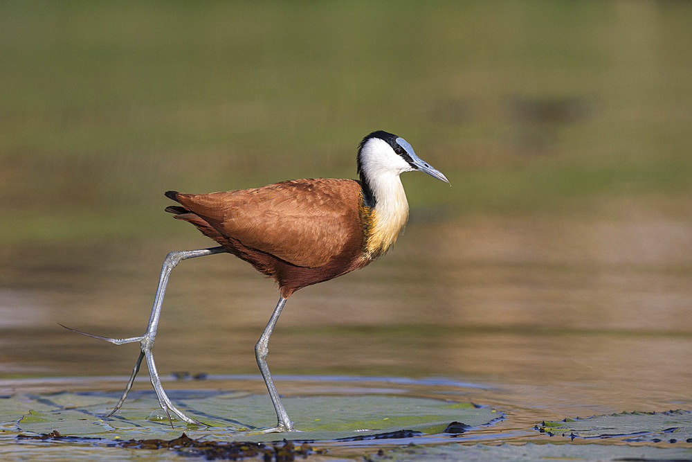 African jacana (Actophilornis africanus), Chobe River, Botswana, Africa