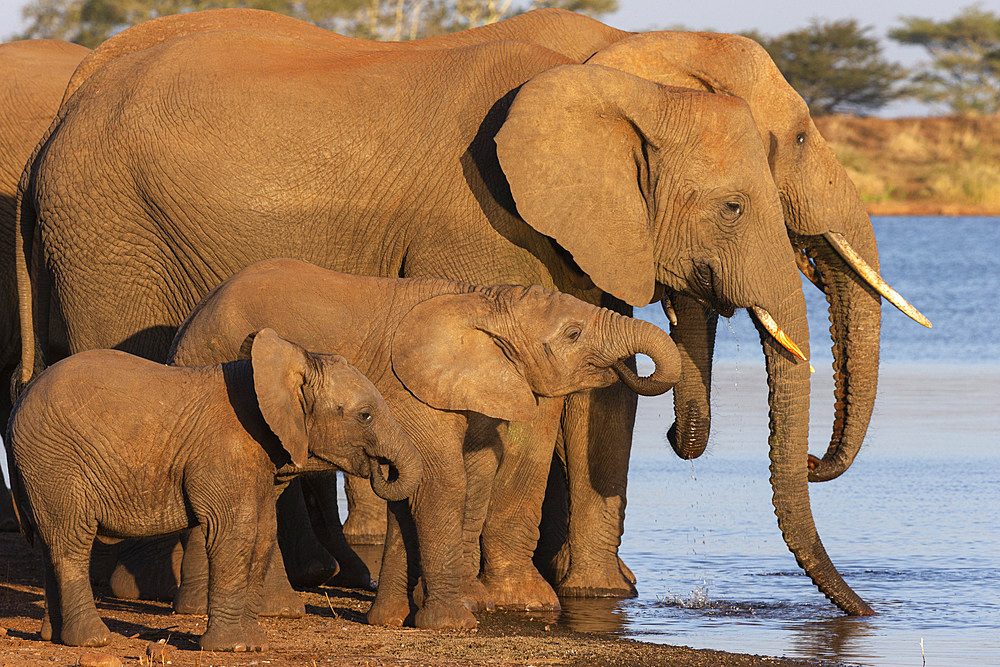 African elephants (Loxodonta africana) drinking, Zimanga game reserve, KwaZulu-Natal, South Africa, Africa