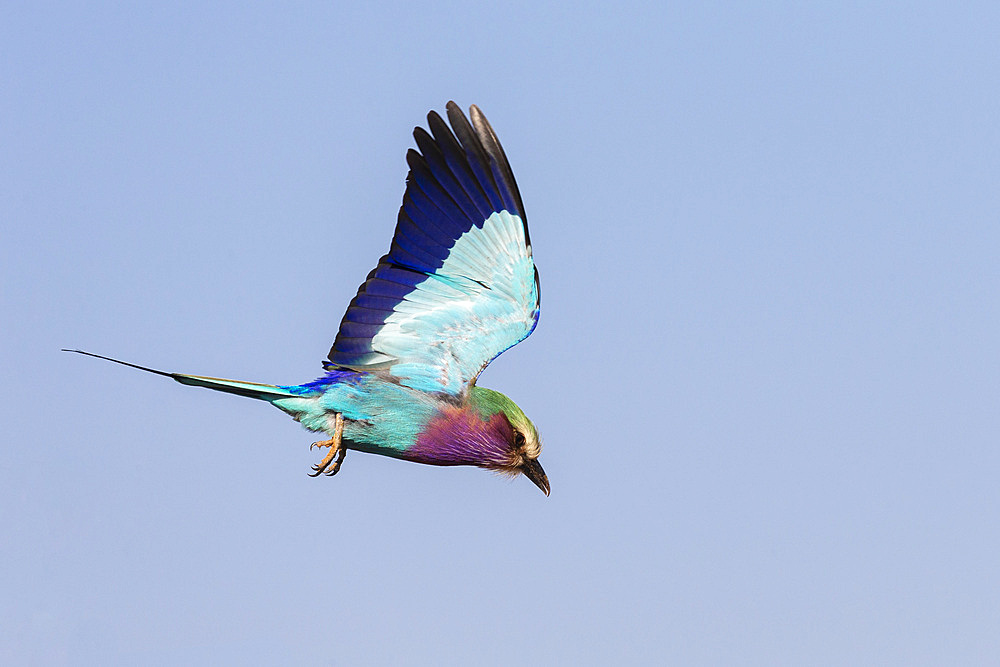 Lilac-breasted roller (Coracias caudatus) in flight, Zimanga game reserve, KwaZulu-Natal., South Africa, Africa