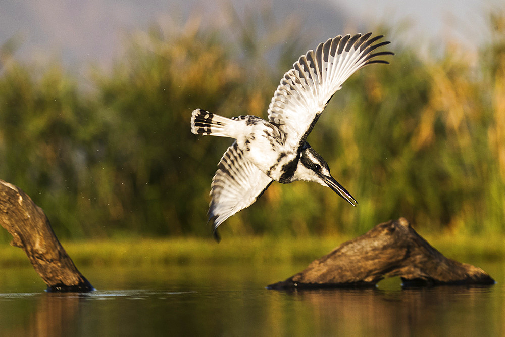 Pied kingfisher (Ceryle rudis) diving, Zimanga private game reserve, KwaZulu-Natal, South Africa, Africa