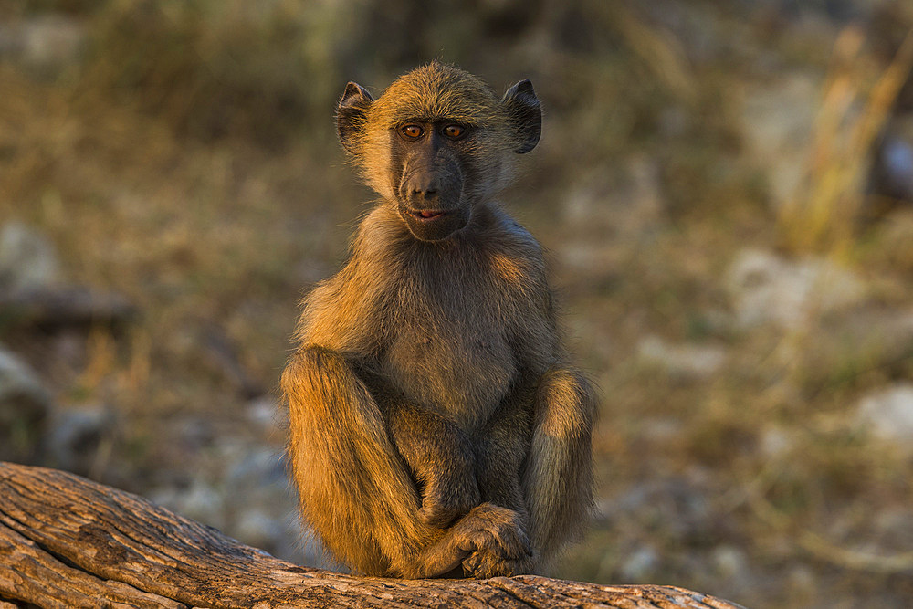 Chacma baboon (Papio ursinus), Chobe National Park, Botswana, Africa