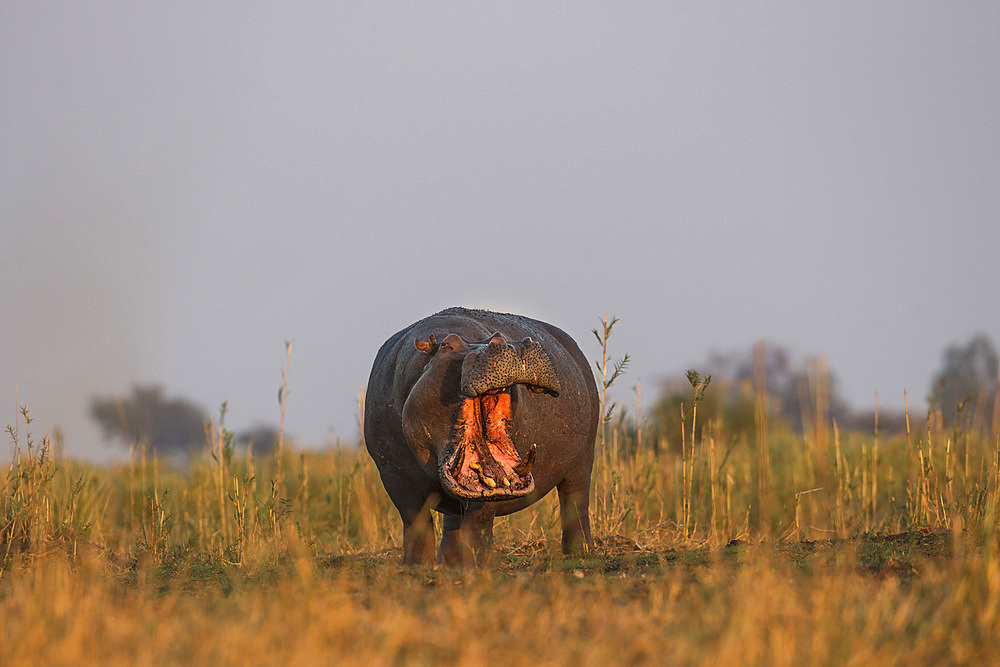 Hippo (Hippopotamus amphibius), Chobe National Park, Botswana, Africa