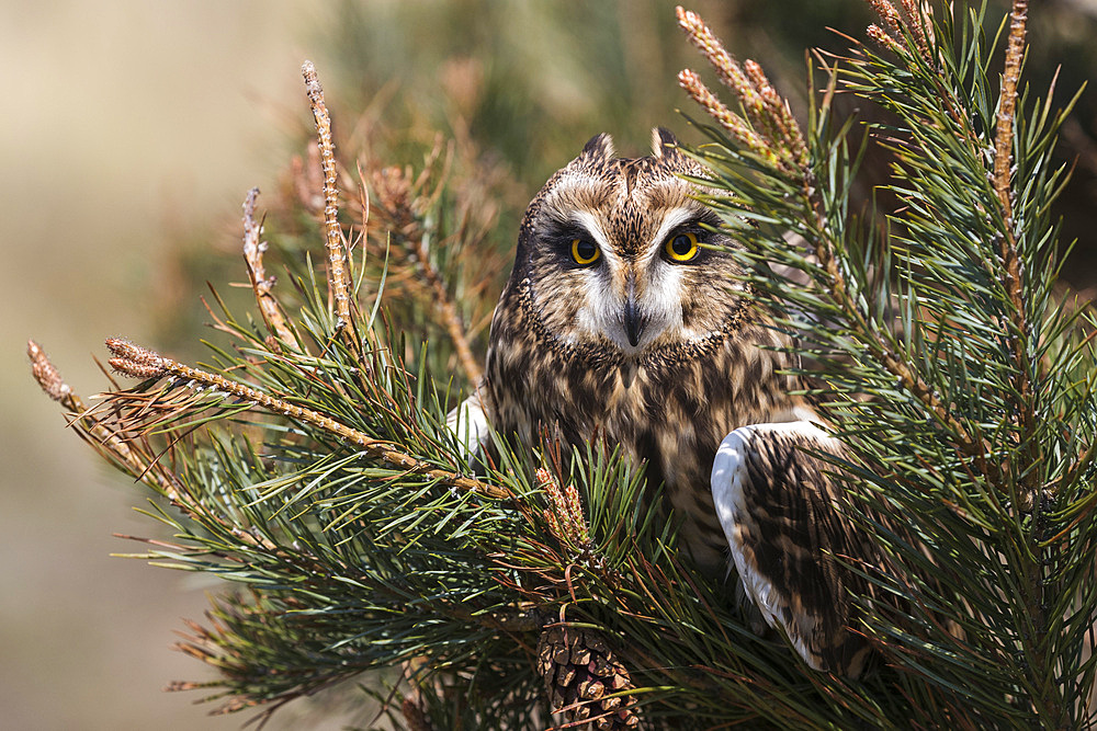 Short-eared owl (Asio flammeus) captive, Holy Island, Northumberland, England, United Kingdom, Europe